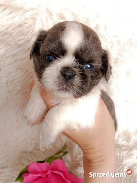 Piękna suczka ShihTzu blue fawn szuka domku Wieruszów