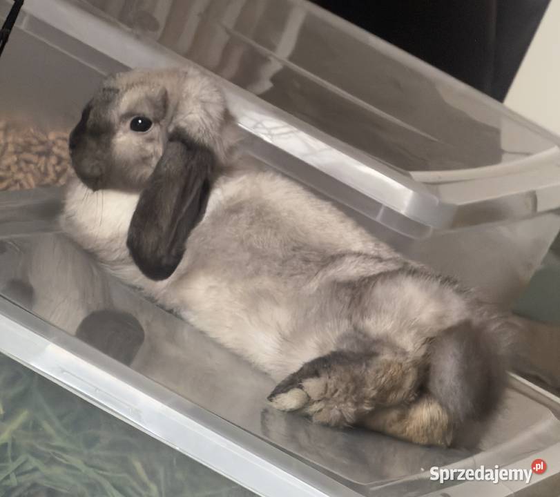 Królik mini lop Września