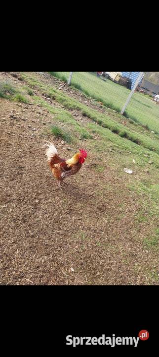 Kogut koguty młode 2025 Nowy Sącz