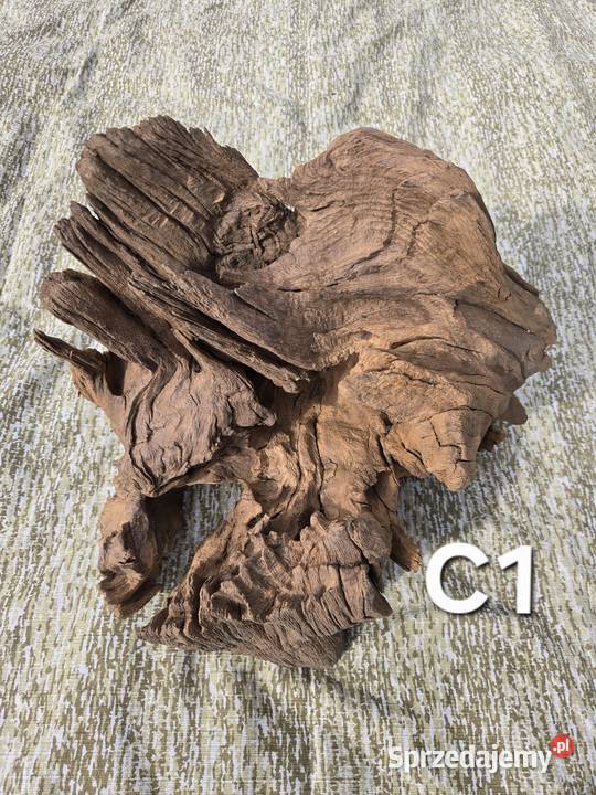 Korzeń ozdobny Trzciel sprzedam