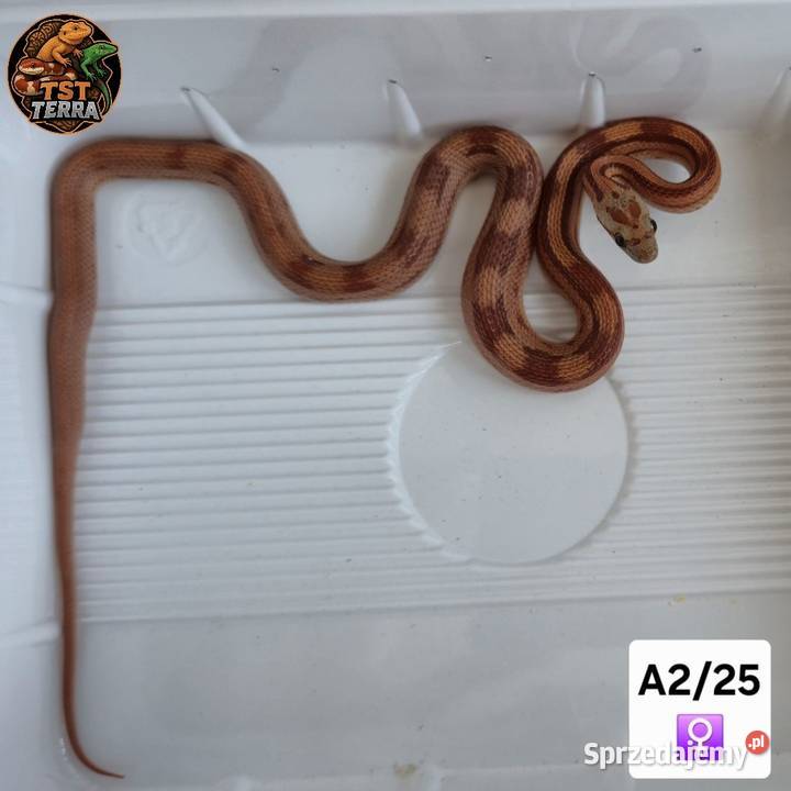 Młode węże zbożowe Starachowice