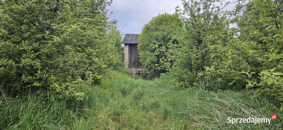 Działka ogrodnicza sad 8zł/m2 Zawichost