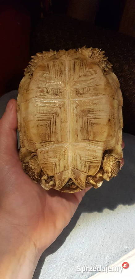 Żółw Pustynny Grudziądz