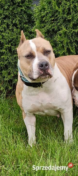 Szczenięta American staffordshire terrier Wyszków