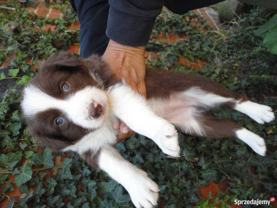 Super Border Collie Szczecin