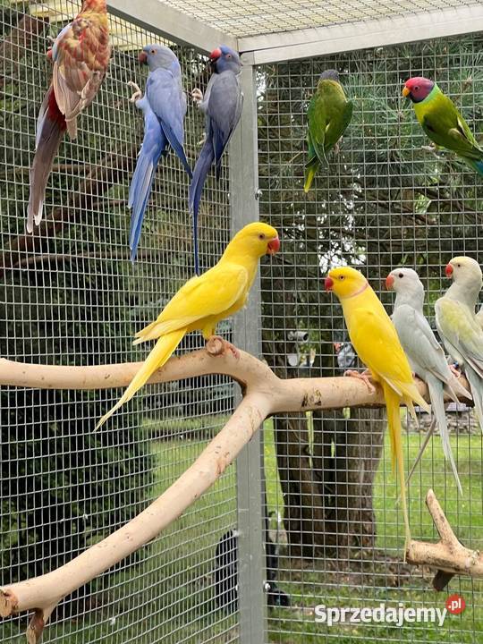 Para lęgowa Aleksandretty łódzkie Rzgów