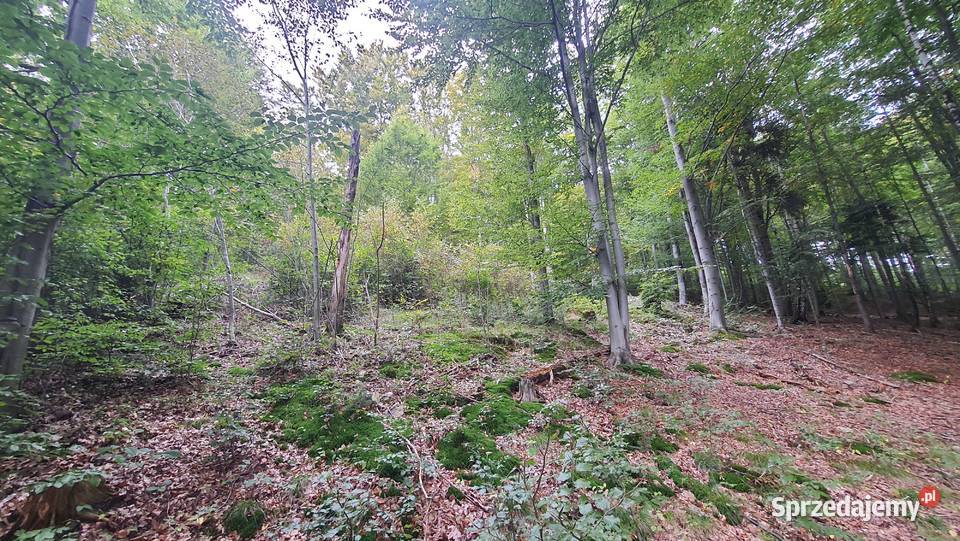Piękny las 3900 m2 Tokarnia widok Tatry Kraków Więciórka
