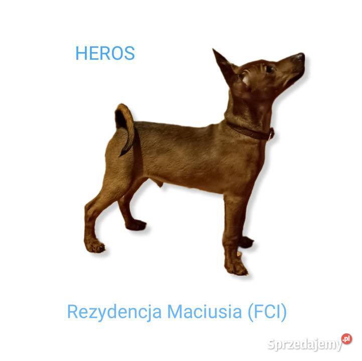 Pinczer Miniaturowy ZKwPFCI Ch Zapowiedź Miotu Kraków