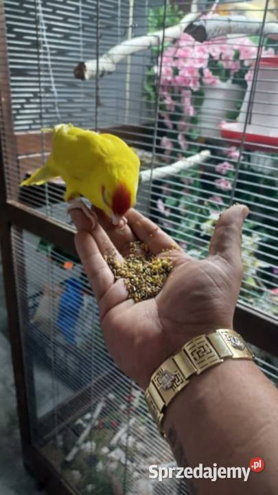 Sprzedam mondrolotka ręcznie karmioną gada