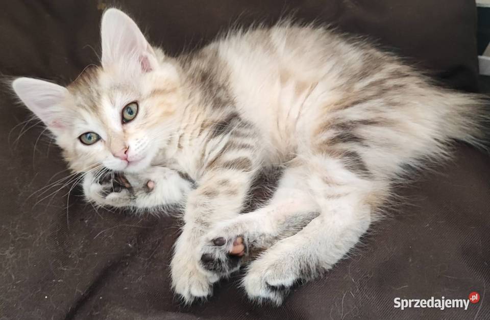 Kurylski Bobtail rodowód FPLFIFE osobowość psa i