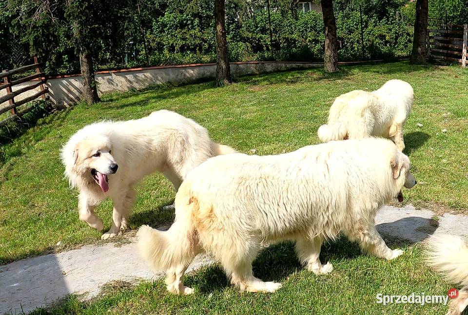 Pirenejski pies górskiowczarek podhalański pomorskie Żukowo sprzedam