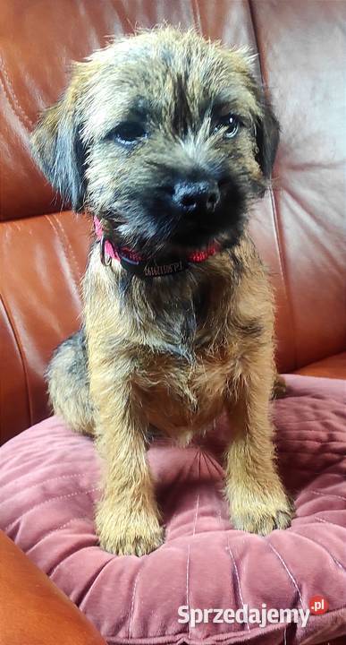 Border terrier suka FCI Zagraniczne krycie Czyżemin