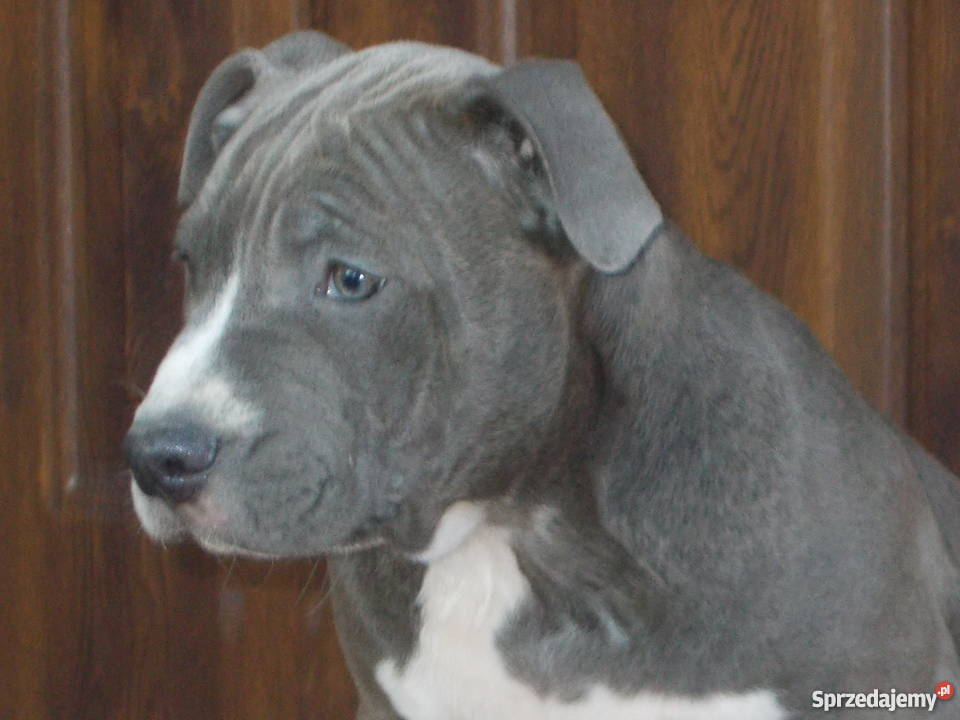 Amstaffy Błękitne mazowieckie