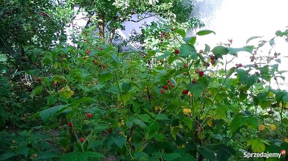 Sprzedam działkę ROD na Smochowicach w Poznaniu