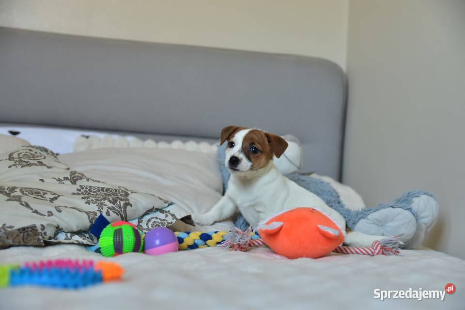 Jack Russell terrier fci sunia gotowa małopolskie Targanice