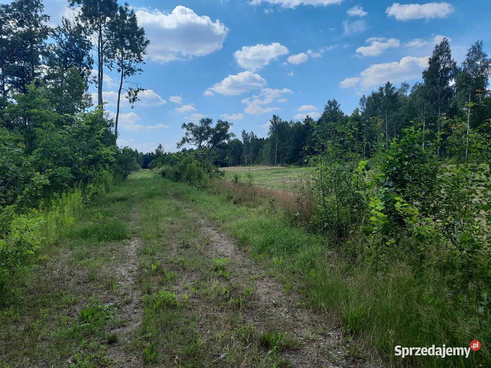 Sprzedam dwie działki Wołomina 34 ha Cięciwa asfalt