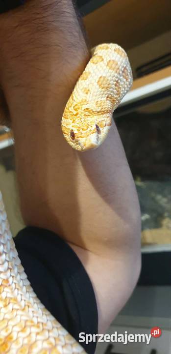 Dorosła samica Heterodon zachodni Yellow Albino