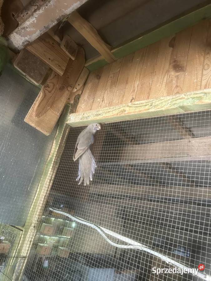 Rozella rozelle królewskie niebieskie Stodólno sprzedam