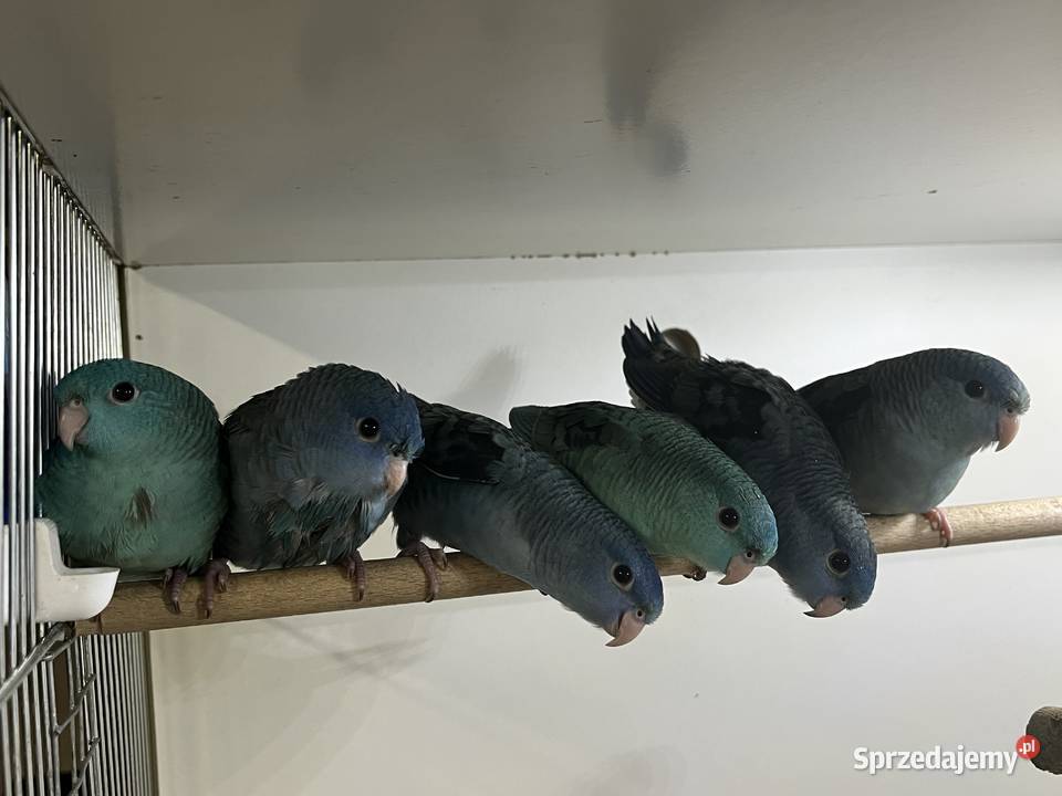 Stokówki prążkowane katarzynki samice Ptaki Przeworsk sprzedam