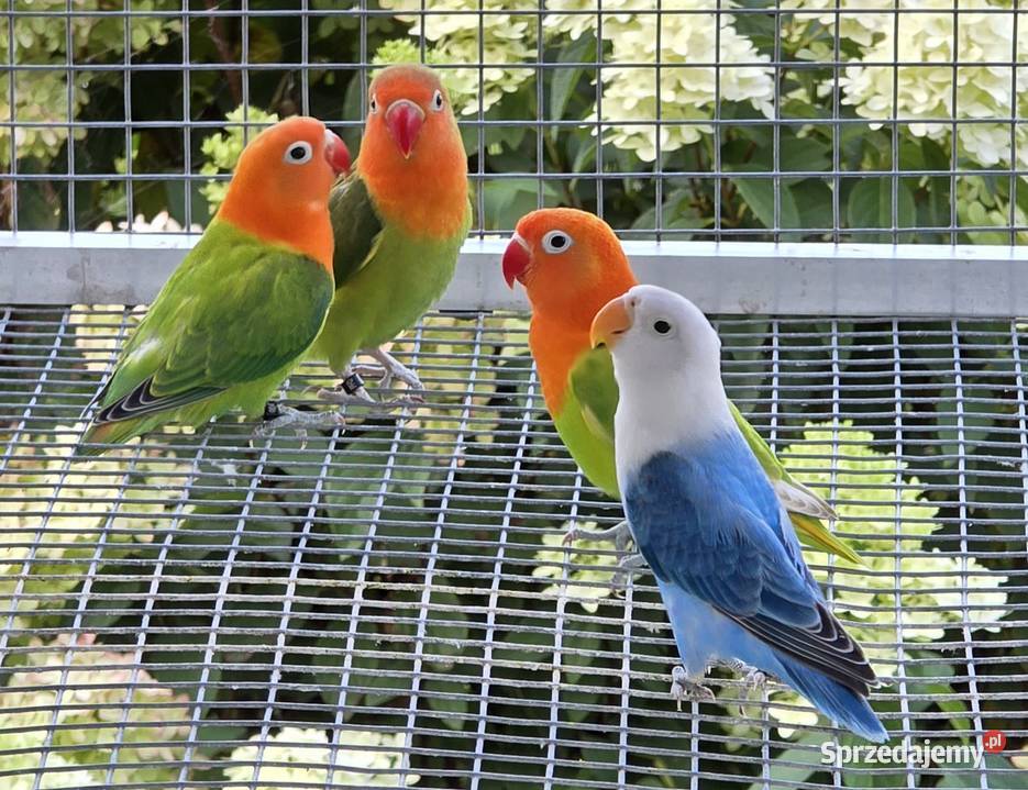 Nierozlaczka Fischer nierozłączki młode do Katowice