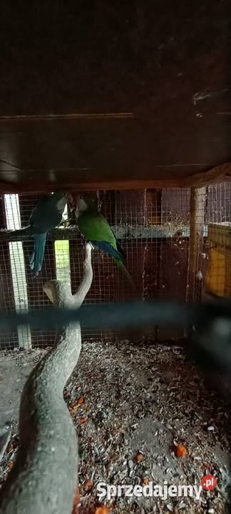 Mnichy nizine Rybnik