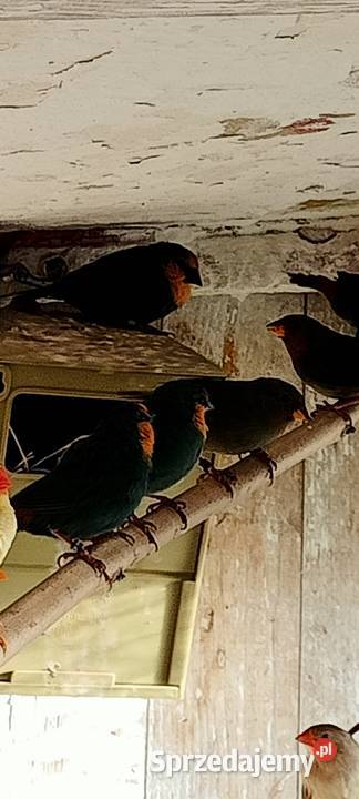 Papuziki czerwonolice