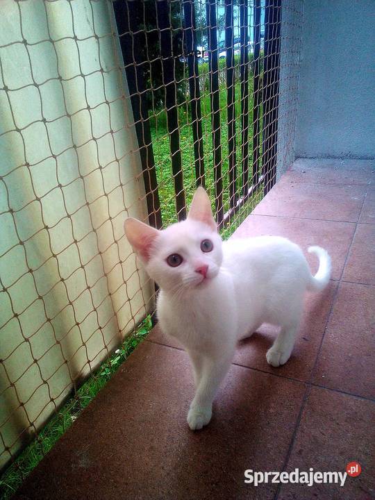 Siatki zabezpieczające przed ptakami Warszawa usługa dla zwierząt