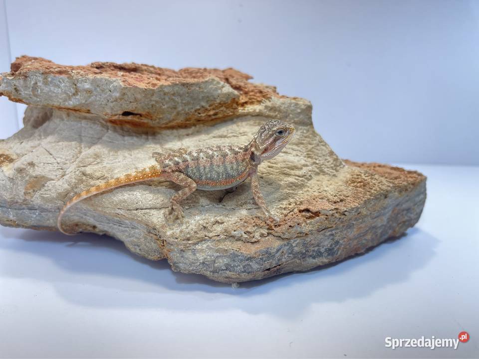 Agama Brodata Orange red translucent Tczew