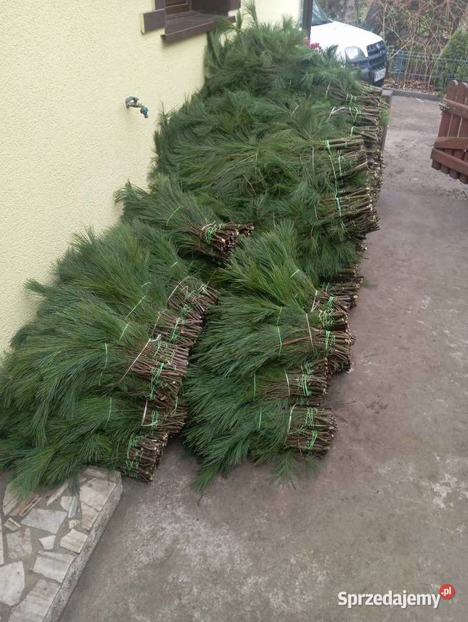 Sosna wejmutki Turek