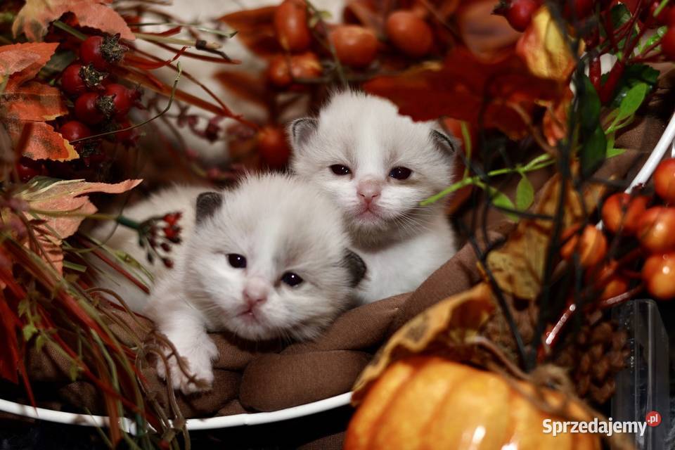 Ragdoll dwa kocurki bicolor Piorunówek sprzedam