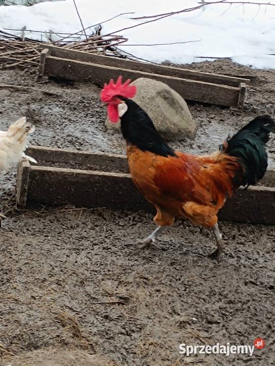 Sprzedam silki Pepłowo