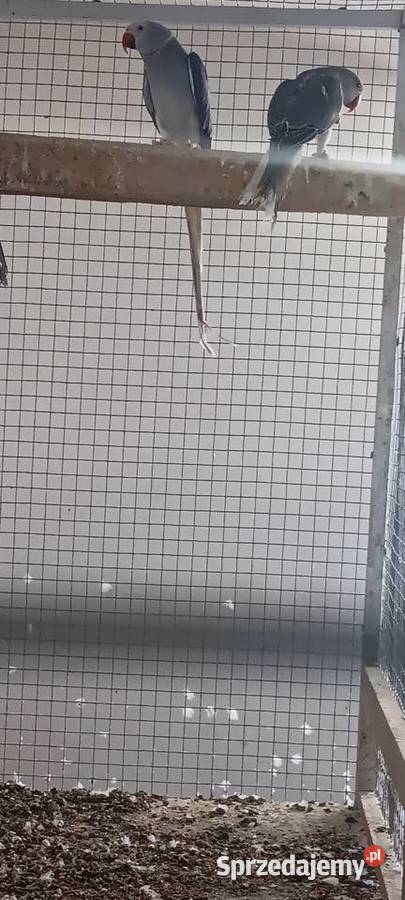 Aleksandretty obrożne samica lęgowa fiolet głowa Ptaki Rawicz