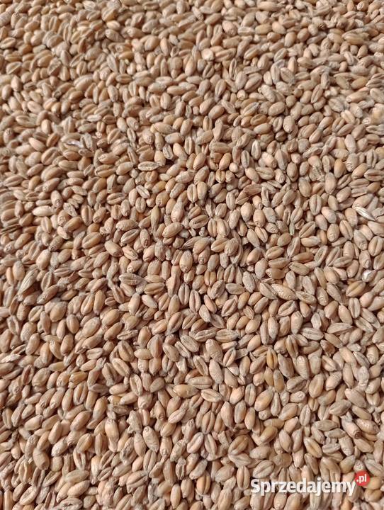 Pszenica i Pszenżyto ozime 2025 Produkcja roślinna Staniszewskie