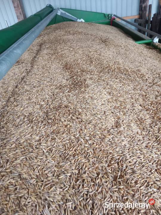 Sprzedam owies