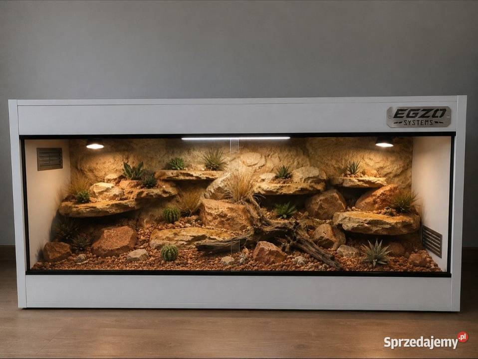 Terrarium specjalistyczne agamy brodatej gekona