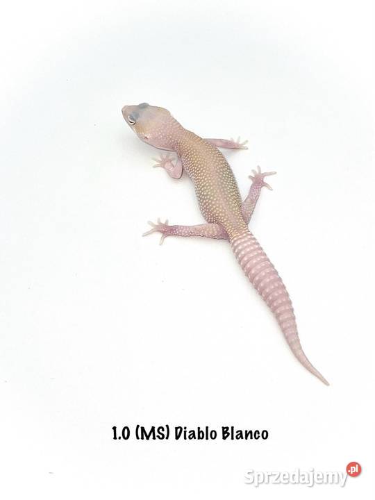 Kolorowe gekony lamparcie samce i samice Poznań sprzedam