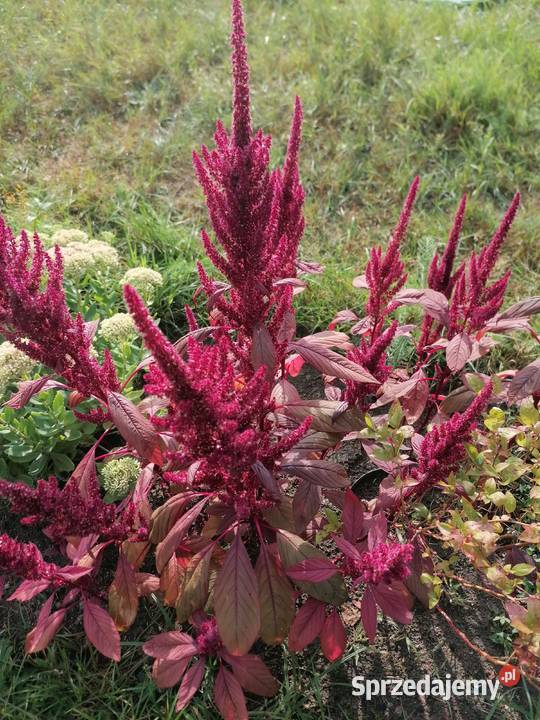 Szarłat prosty amarantusRoślina ogrodowakwiaty Łódź