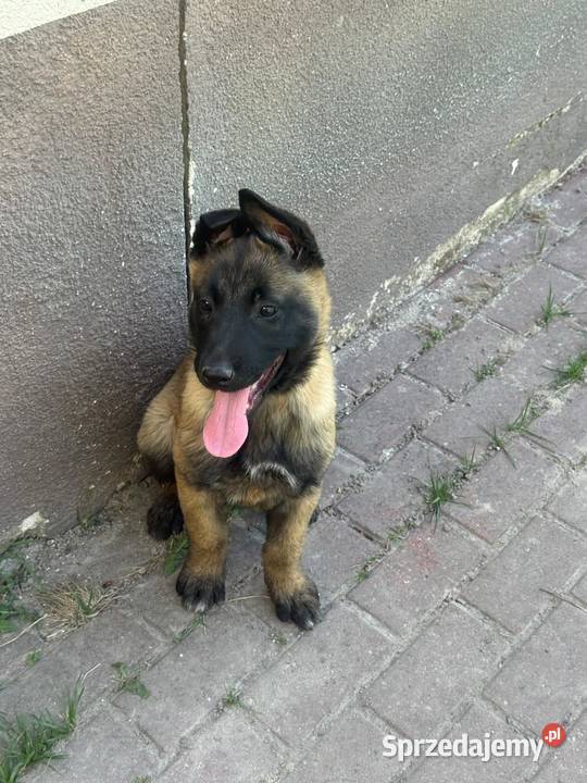 Owczarek Belgijski Malinois lubelskie Łęczna sprzedam