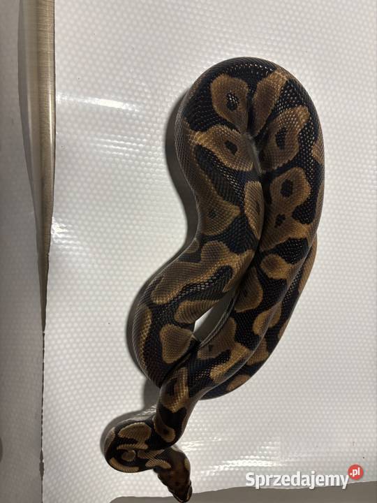 Python regius pyton królewski samica Kraków sprzedam