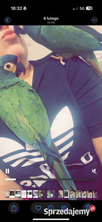 Para ary marakana podkarpackie Wola Zarczycka