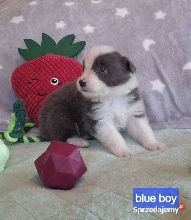 Border collie ŚLICZNE szczeniaczki z metryką śląskie Jaworzno