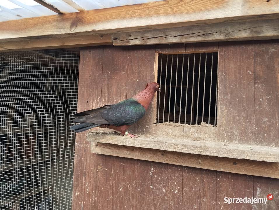 GILE miedzianesamiczki dolnośląskie Głogów sprzedam