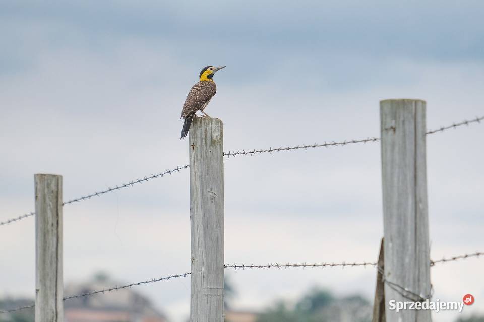 Drut kolczasty Jowa Pozostałe Ostrołęka