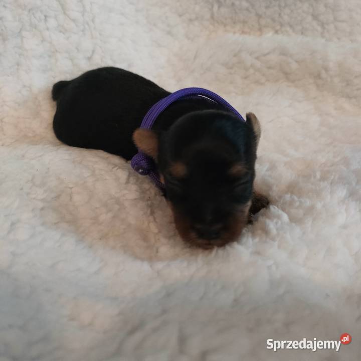 Szczenięta Yorkshire terrier do rezerwacji Dobrzejewice