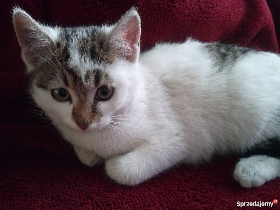 Oddam kociaki Koty Krosno