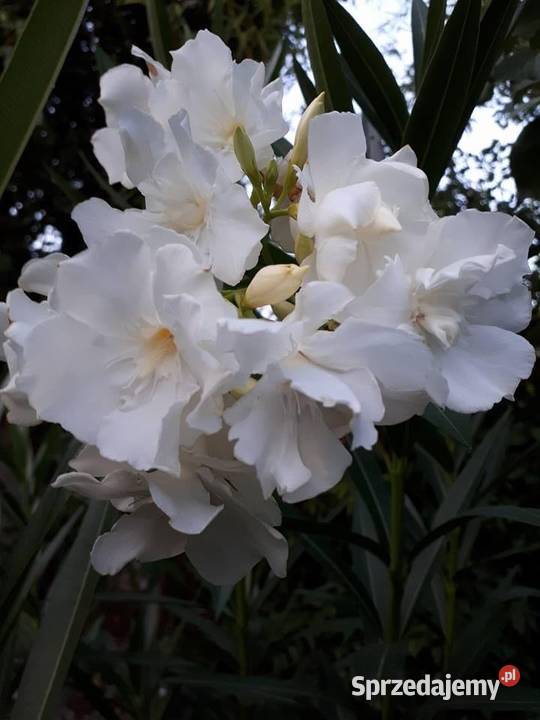 Oleander o pełnych pachnących kwiatach Luteum Skawina