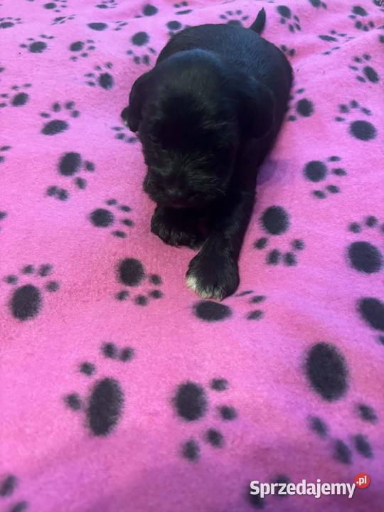 Sznaucerki wielkopolskie Gniezno sprzedam