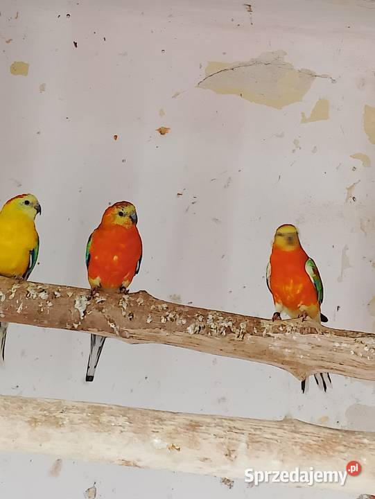 Świergotki różne kolory Strzeleczki