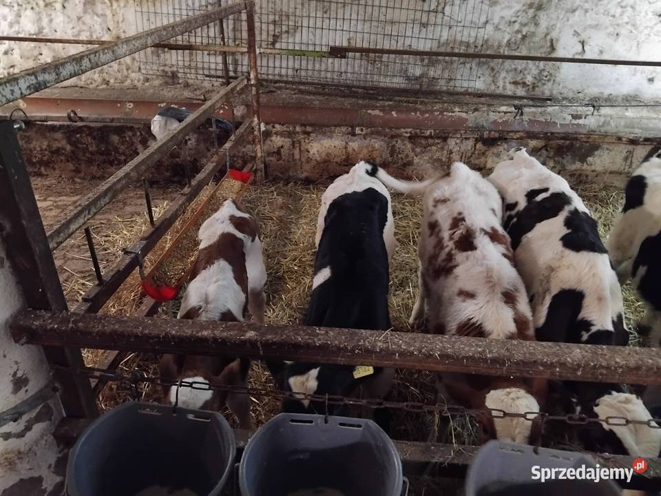 Cielaki na mleko dolnośląskie Ogonowice sprzedam