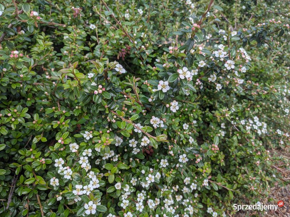 Irga Płożąca zadarniająca zimozielona Duże sprzedam